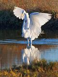 Egret Spreading Wings_34683